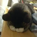 member face