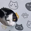member face