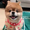 member face