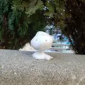 member face