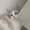 member face
