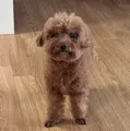 member face