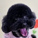 member face