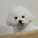member face