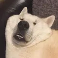 member face