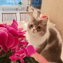 member face