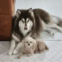 member face