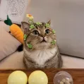 member face