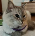member face