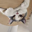 member face