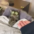 member face