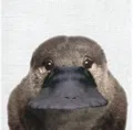 member face