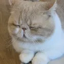 member face