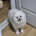 member face