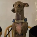 member face