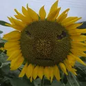 member face