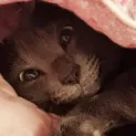 member face