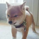 member face