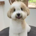 member face