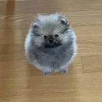 member face