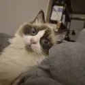 member face