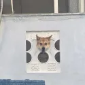 member face