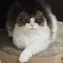 member face