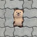 member face