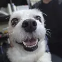 member face