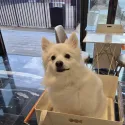 member face