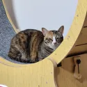 member face
