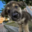 member face