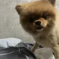 member face