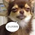 member face