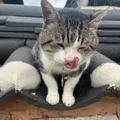 member face