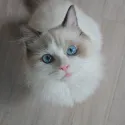 member face
