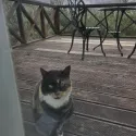 member face