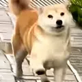 member face
