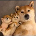 member face