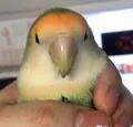 member face