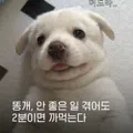 member face