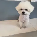 member face
