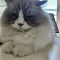 member face
