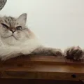 member face