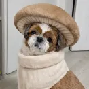 member face