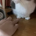 member face