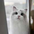 member face