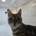 member face