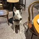 member face