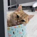 member face